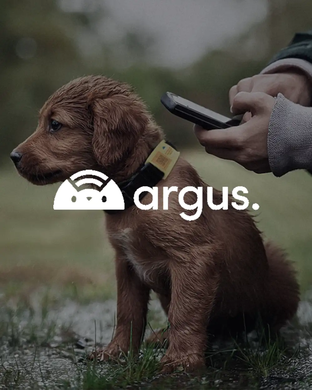 Chapa identificativa de Argus con código QR colgada del collar de un perro